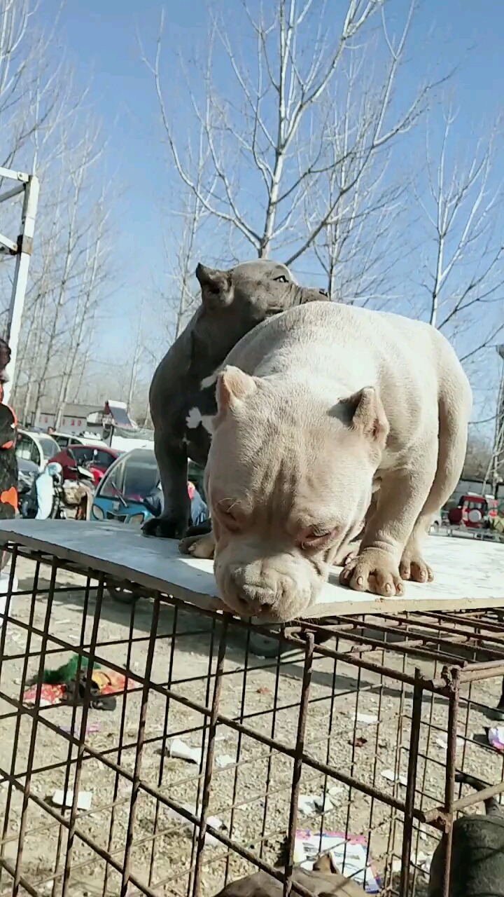 苏北狗市最想牛的恶霸