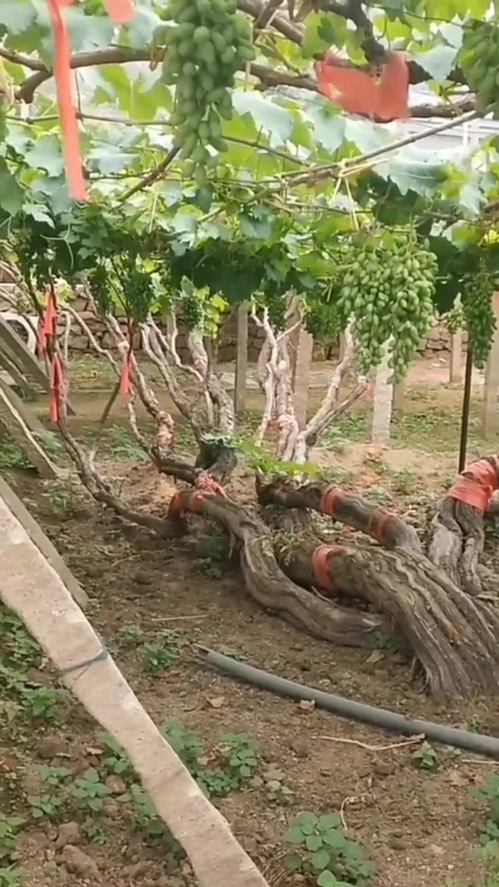 百年葡萄树,你猜出来它年产多少吗,令人惊讶