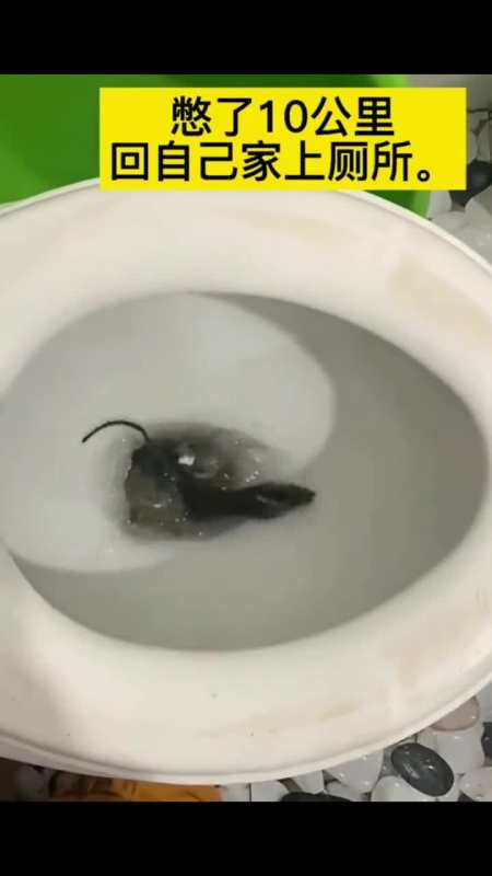 回家上厕所没想到是老鼠的家