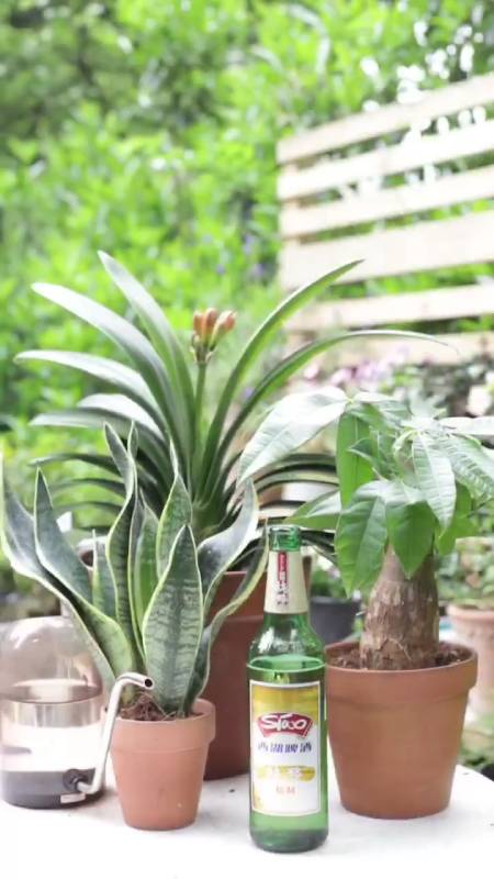 啤酒能浇花吗?适合浇什么花?怎样浇法