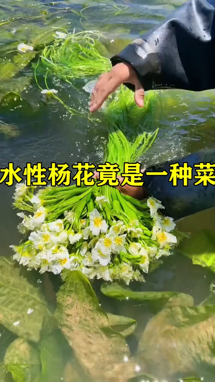 我要上热门水性杨花竟是一种菜有多少人知道水性杨花怎么吃呢