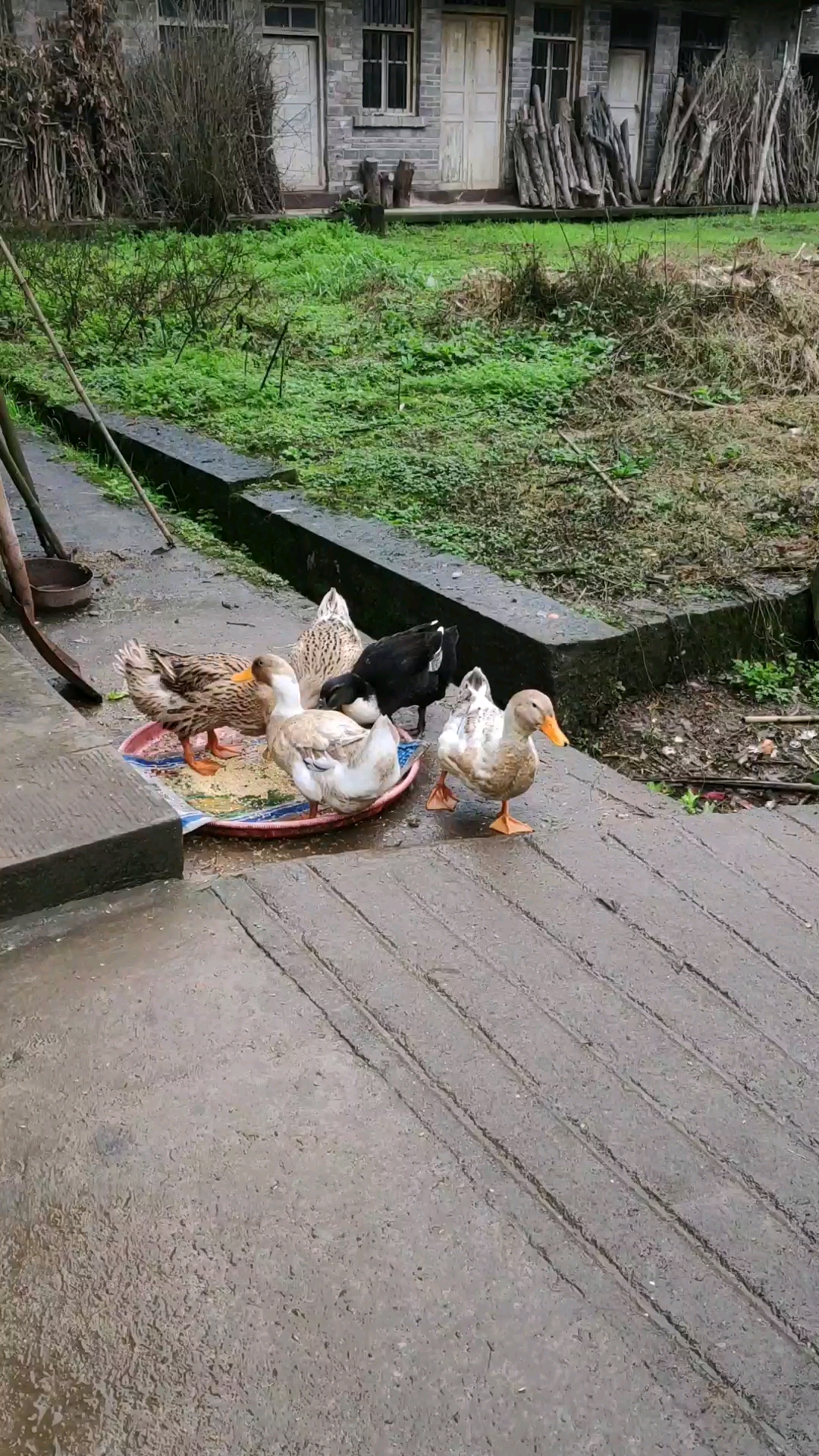 这几只鸭喂了几年了,生活每天如一,够老够大