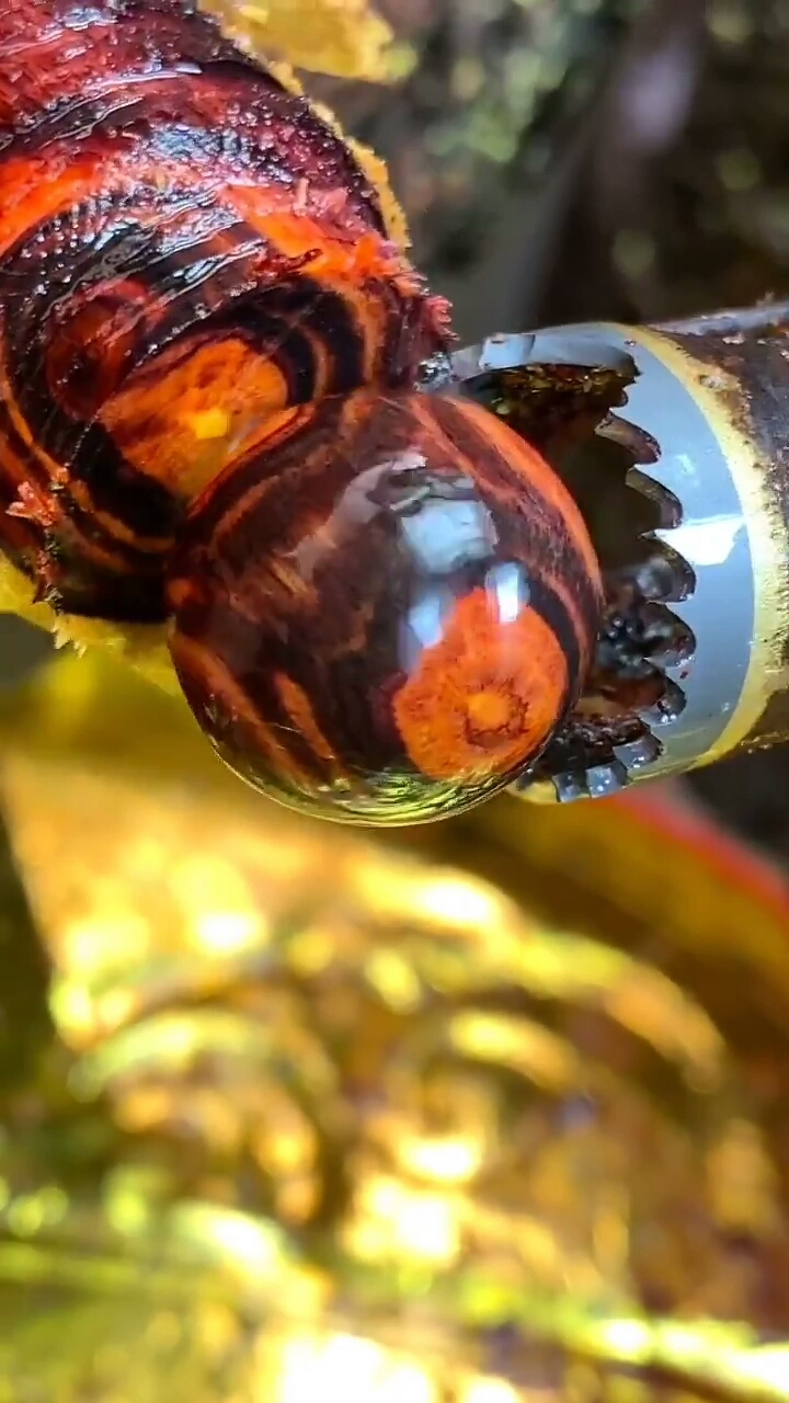 好漂亮的龙眼珠!