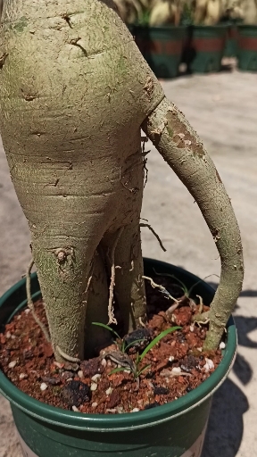 我的小花园#精美怪根沙漠玫瑰!