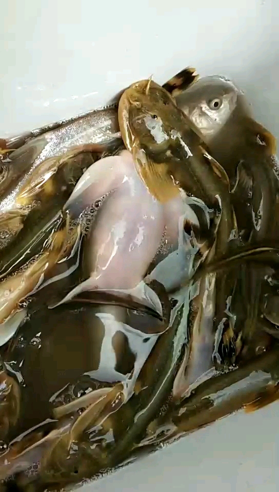 金沙江鱼类大全及名称图片