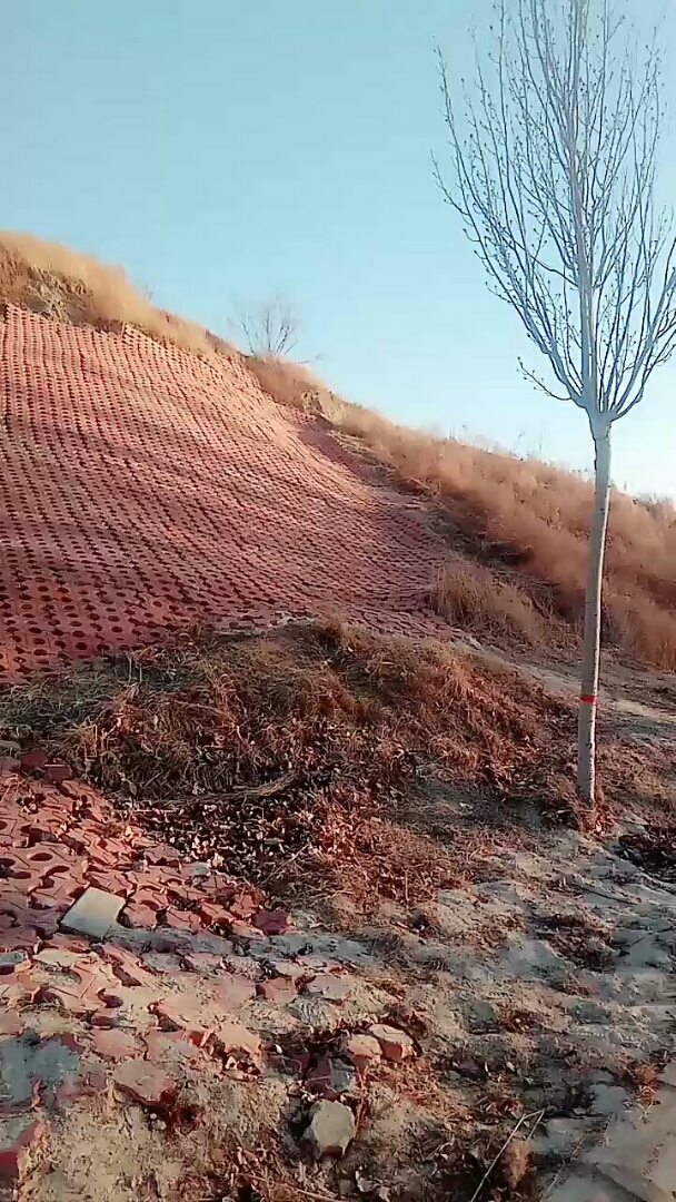 公园里人造的小土山,还不错吧!