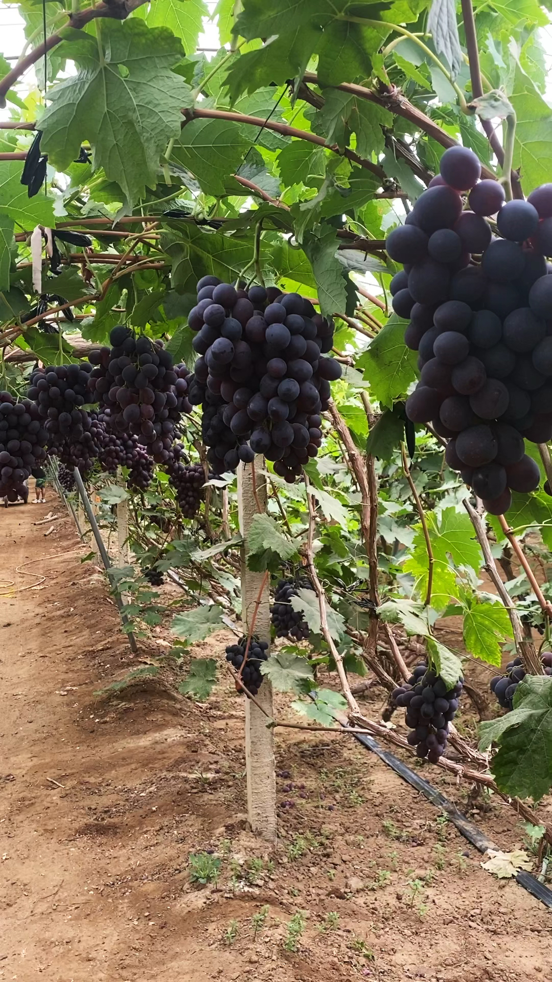 赛红玉葡萄果粒大好管理