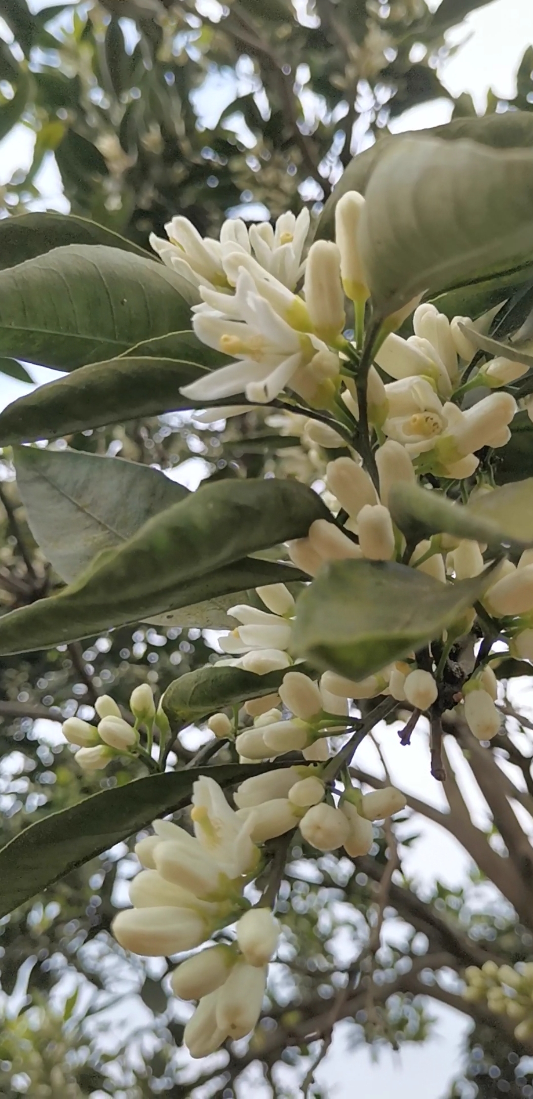 最美人间四月天#桔子花也很香的呢