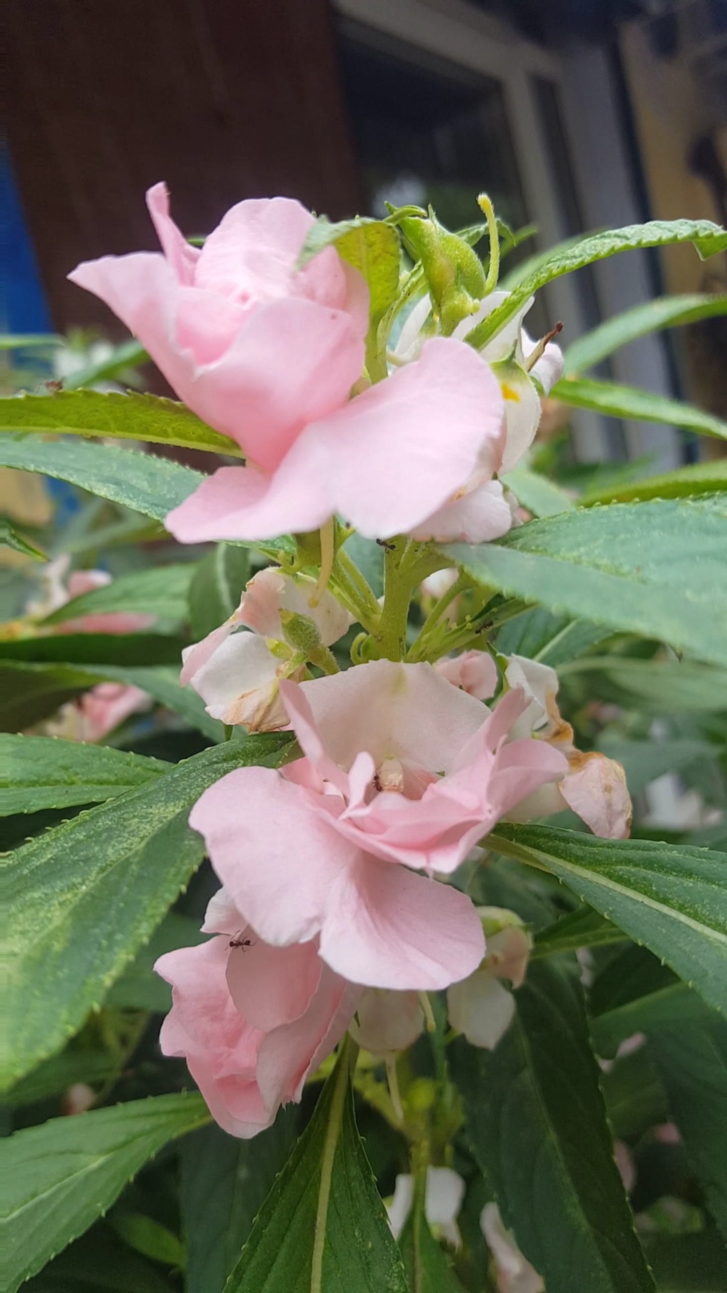 国货也很潮#美丽的指甲草花