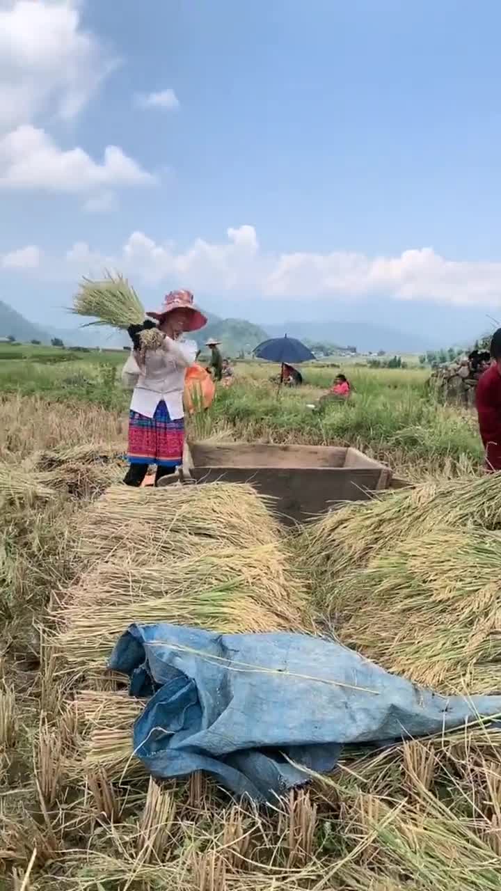 在越南农村,农民们忙着割水稻!