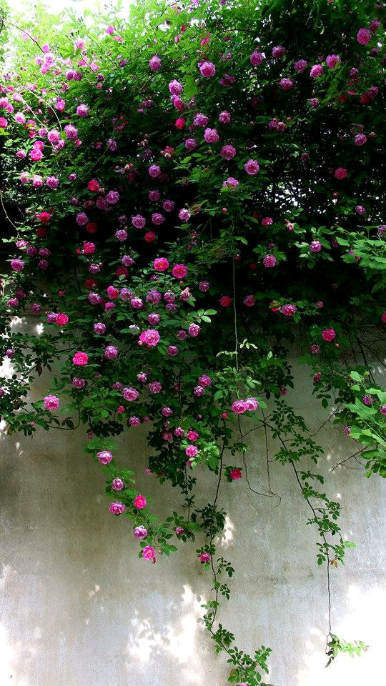 我的小花园#春光一幕