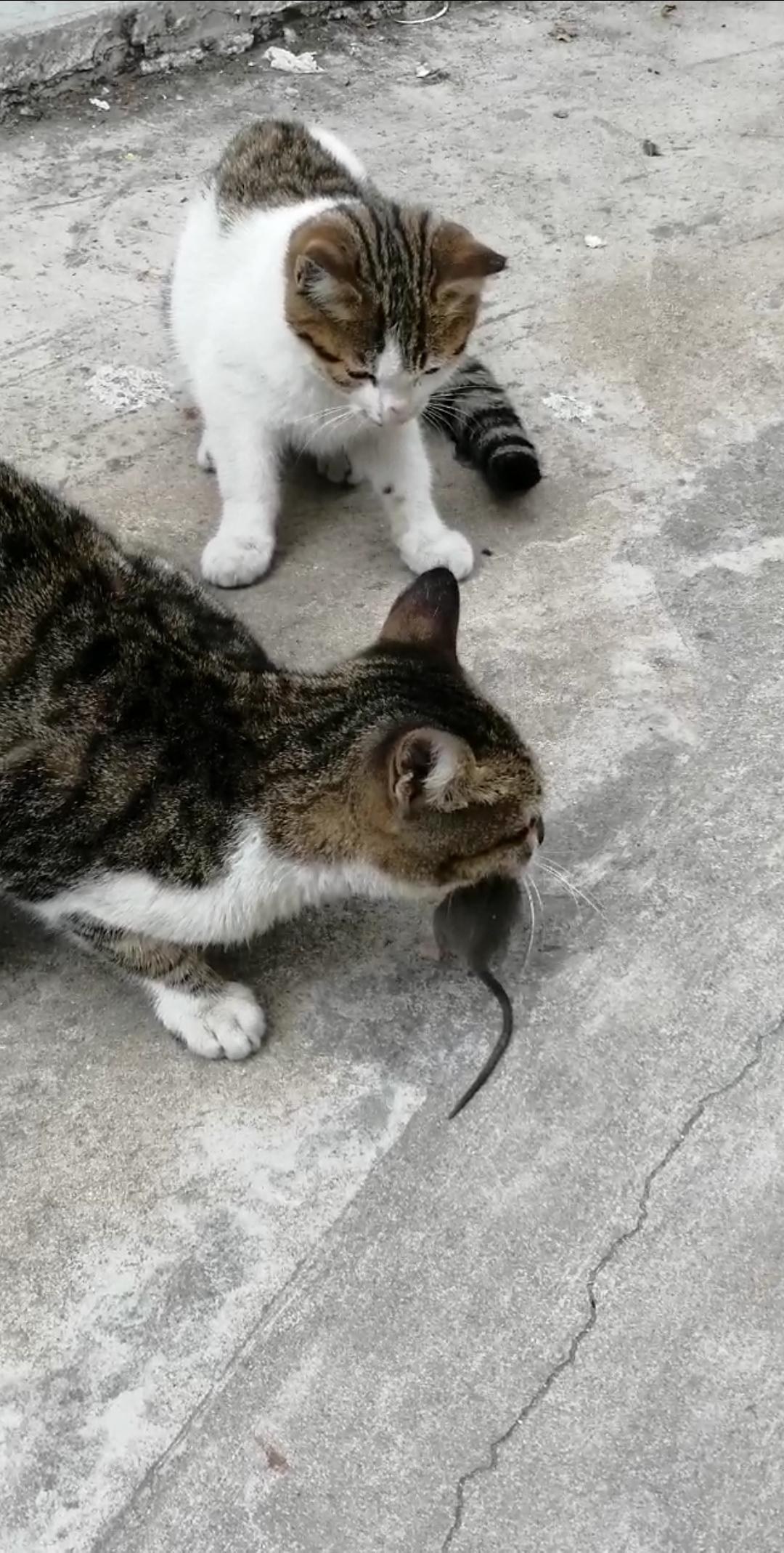 猫妈妈正在教小猫怎样抓老鼠