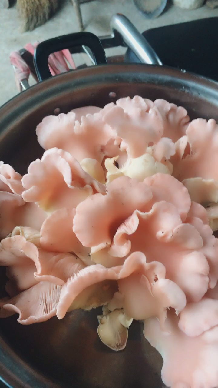 付出总有回报,自家种的粉红菇今天采收了一大盆,今晚可尝尝鲜了