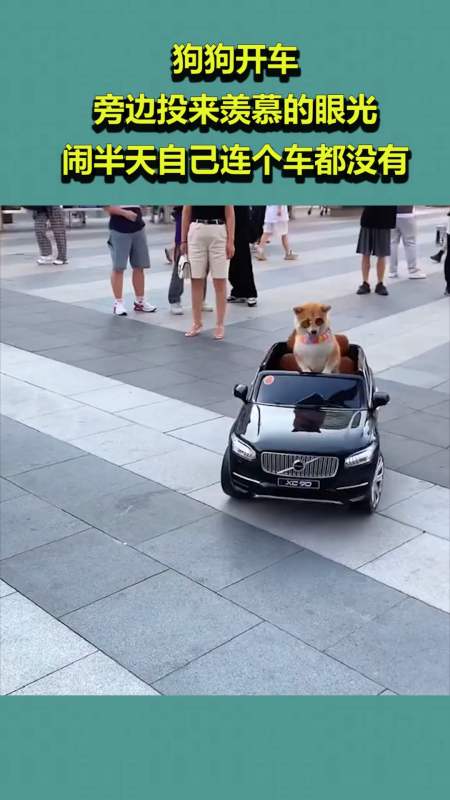 我要上热门#狗狗开车,旁边投来羡慕的眼光,闹半天自己连个车都没有