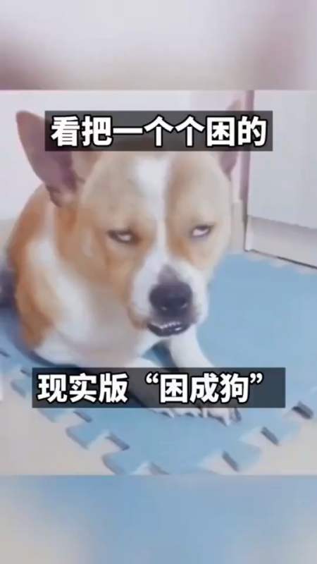 搞笑段子剧#看把一个个困的,困成"狗"哈哈哈