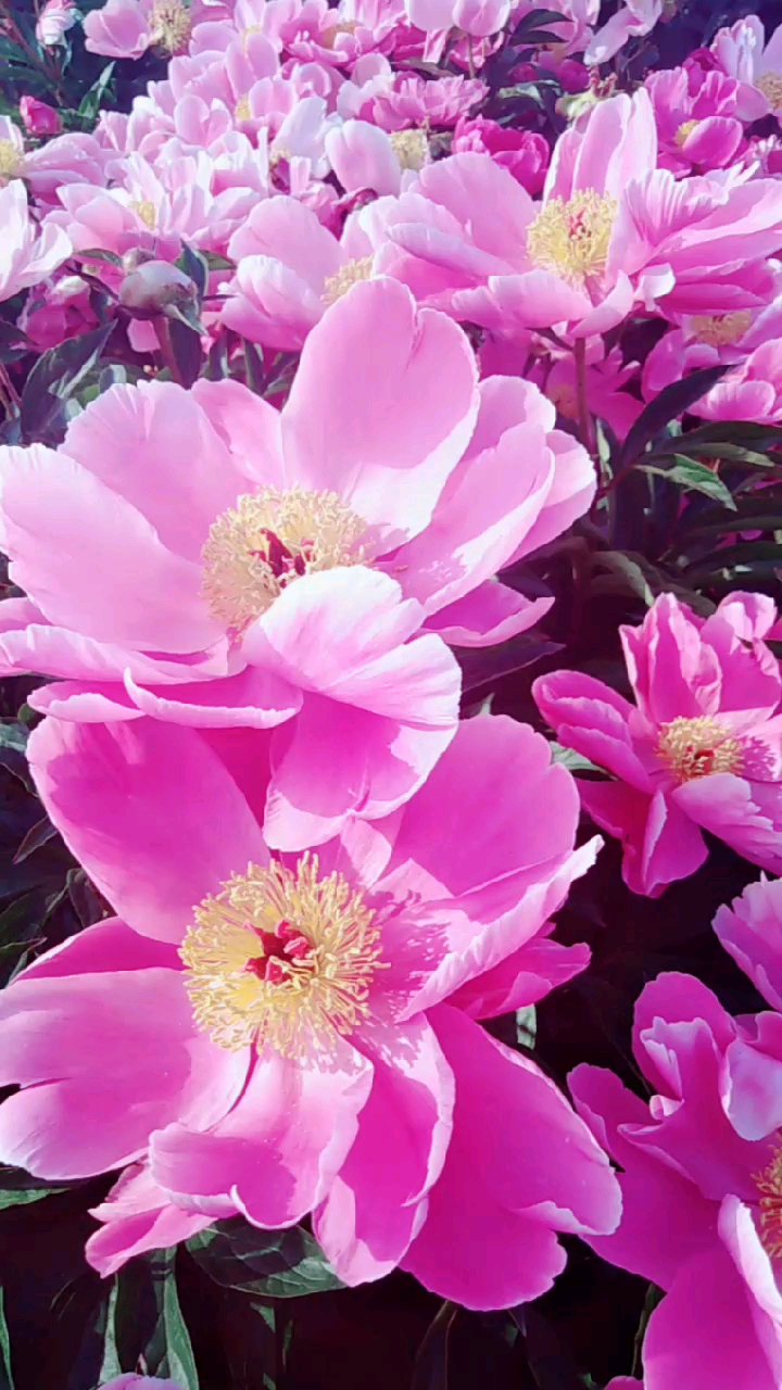 漂亮的花花,美美的