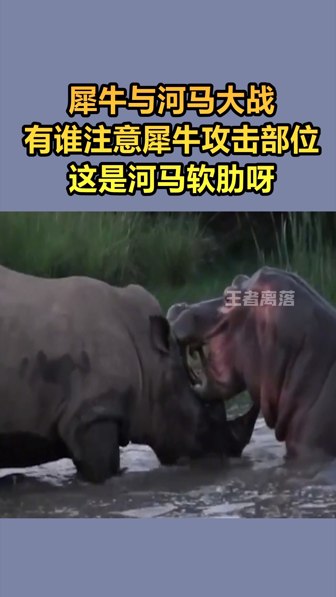 我要上热门#犀牛与河马大战,有谁注意犀牛攻击部位,这是河马软肋呀