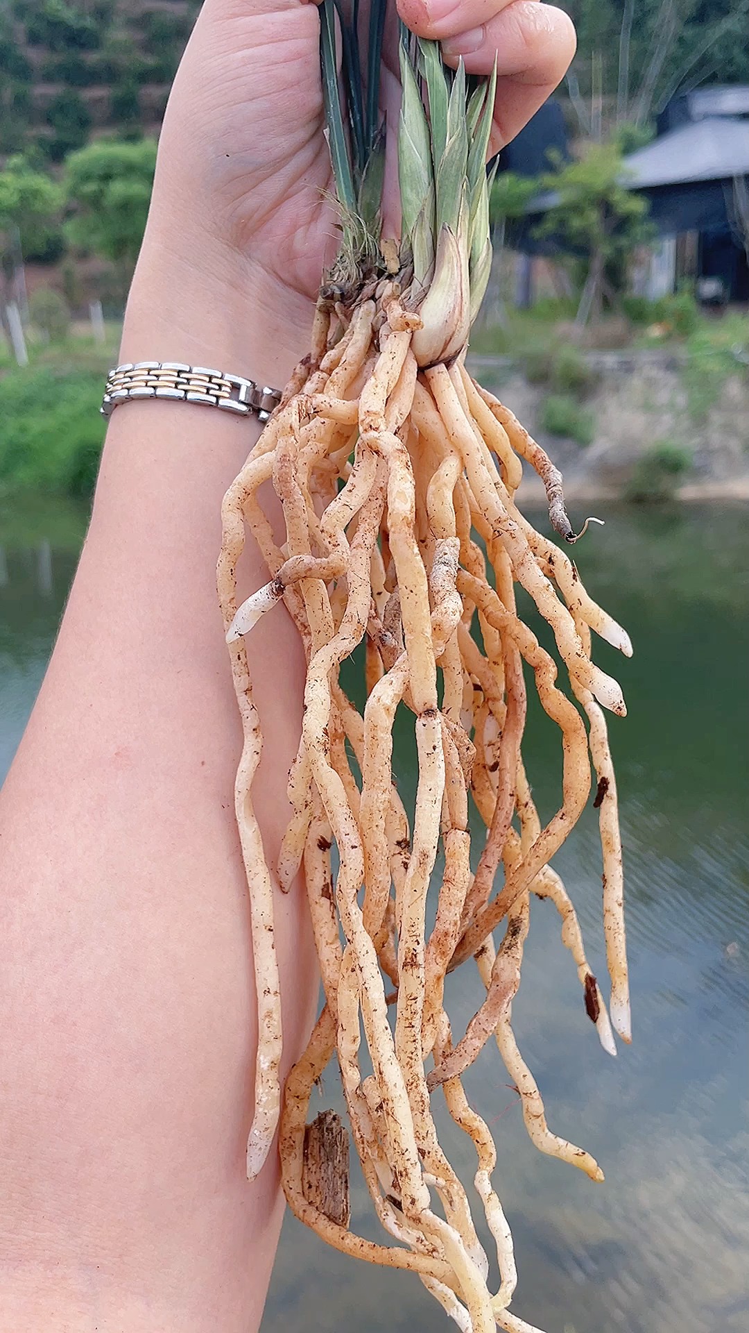 兰花#比胳膊长的兰花根,你们见过吗-度小视