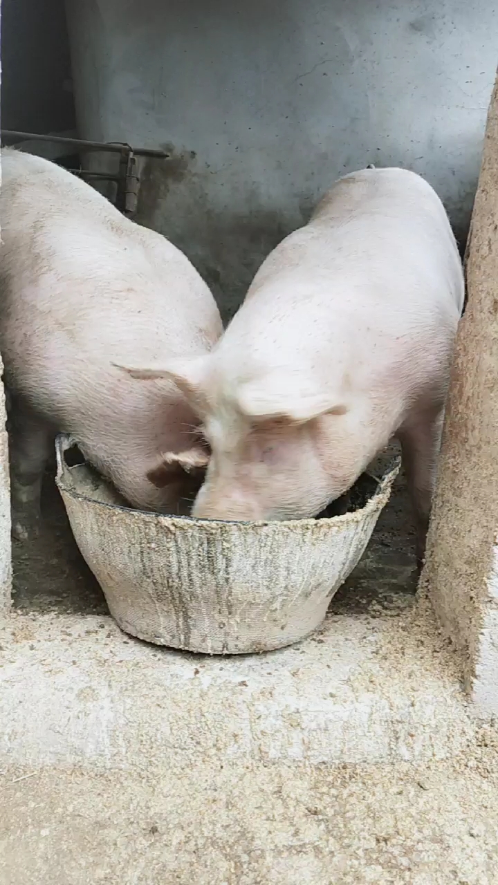 猪吃食的声音图片