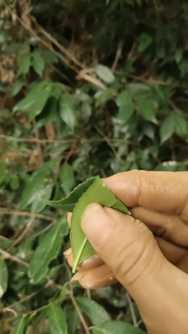 我这叫甜茶树树叶回甜回甜的药用好也是兽药中的甘草视频分享你们