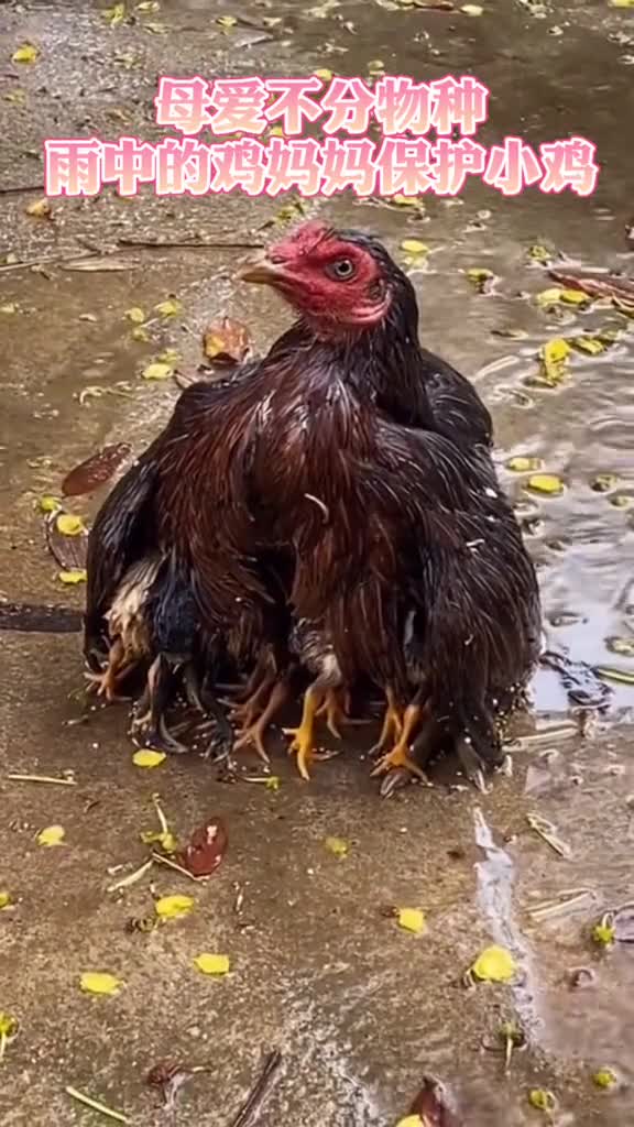 母爱不分物种雨中的鸡妈妈保护小鸡