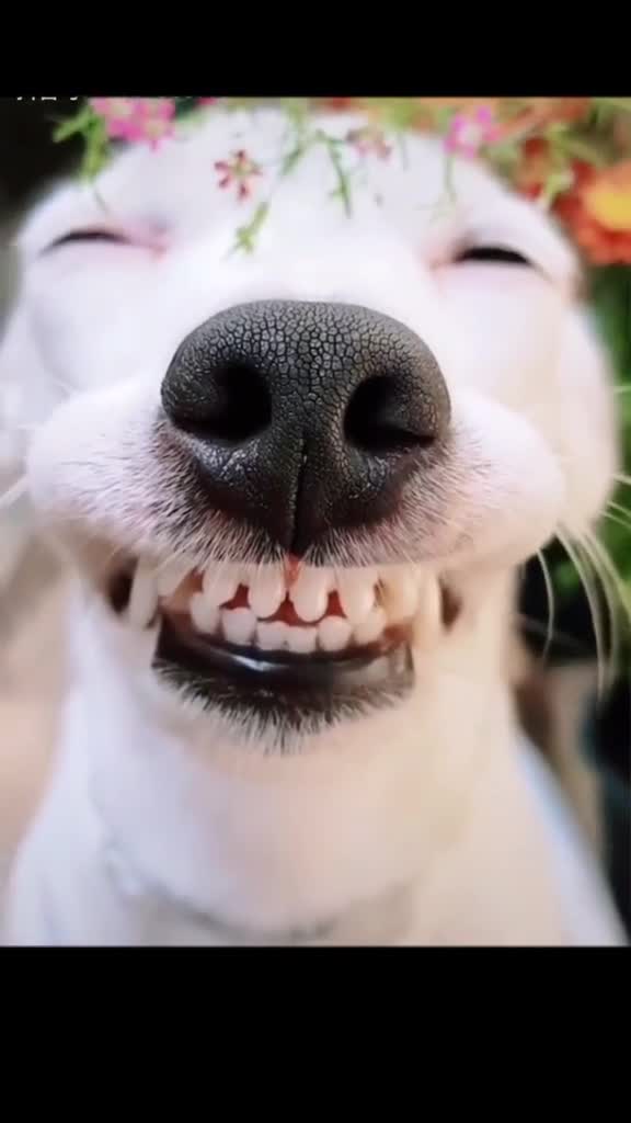 狗笑很开心图片
