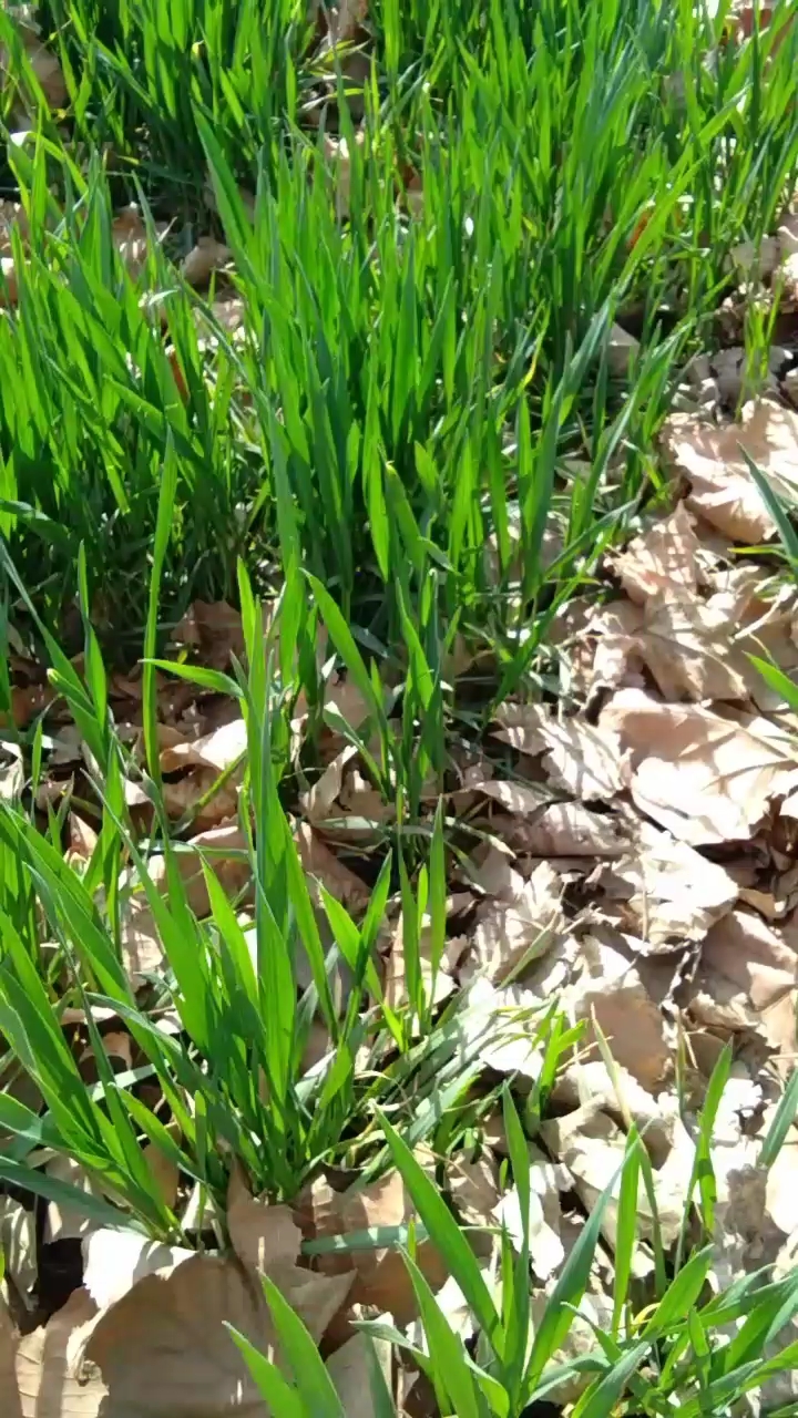 这是韭菜还是麦苗,怎么区分啊