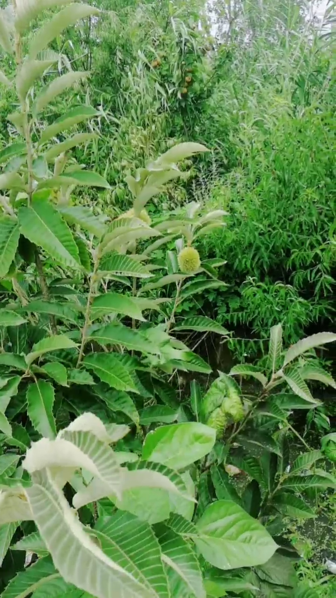 这个是板粟树吗