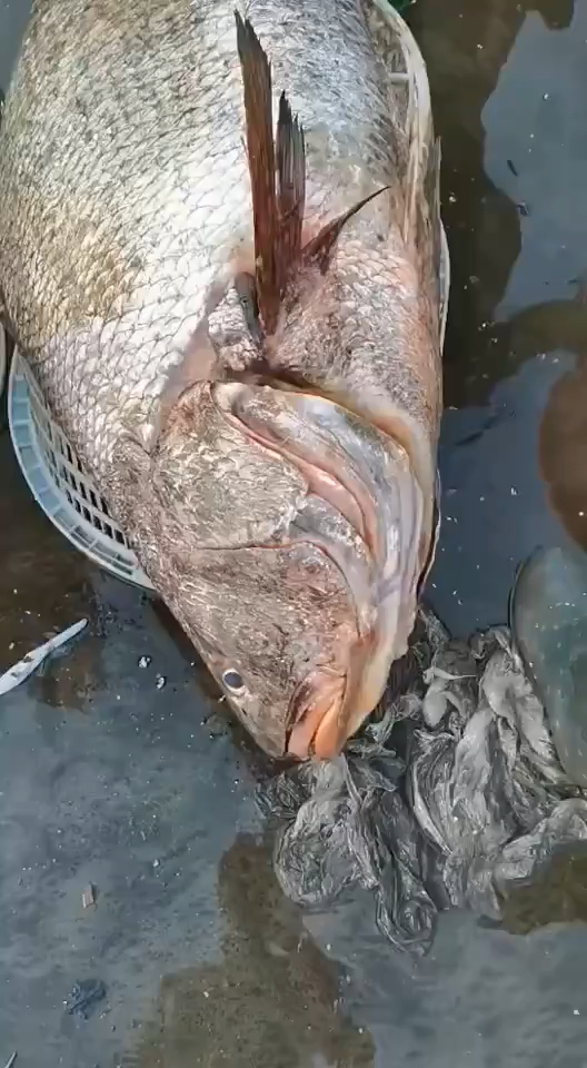 一百多斤的大黑腊鱼