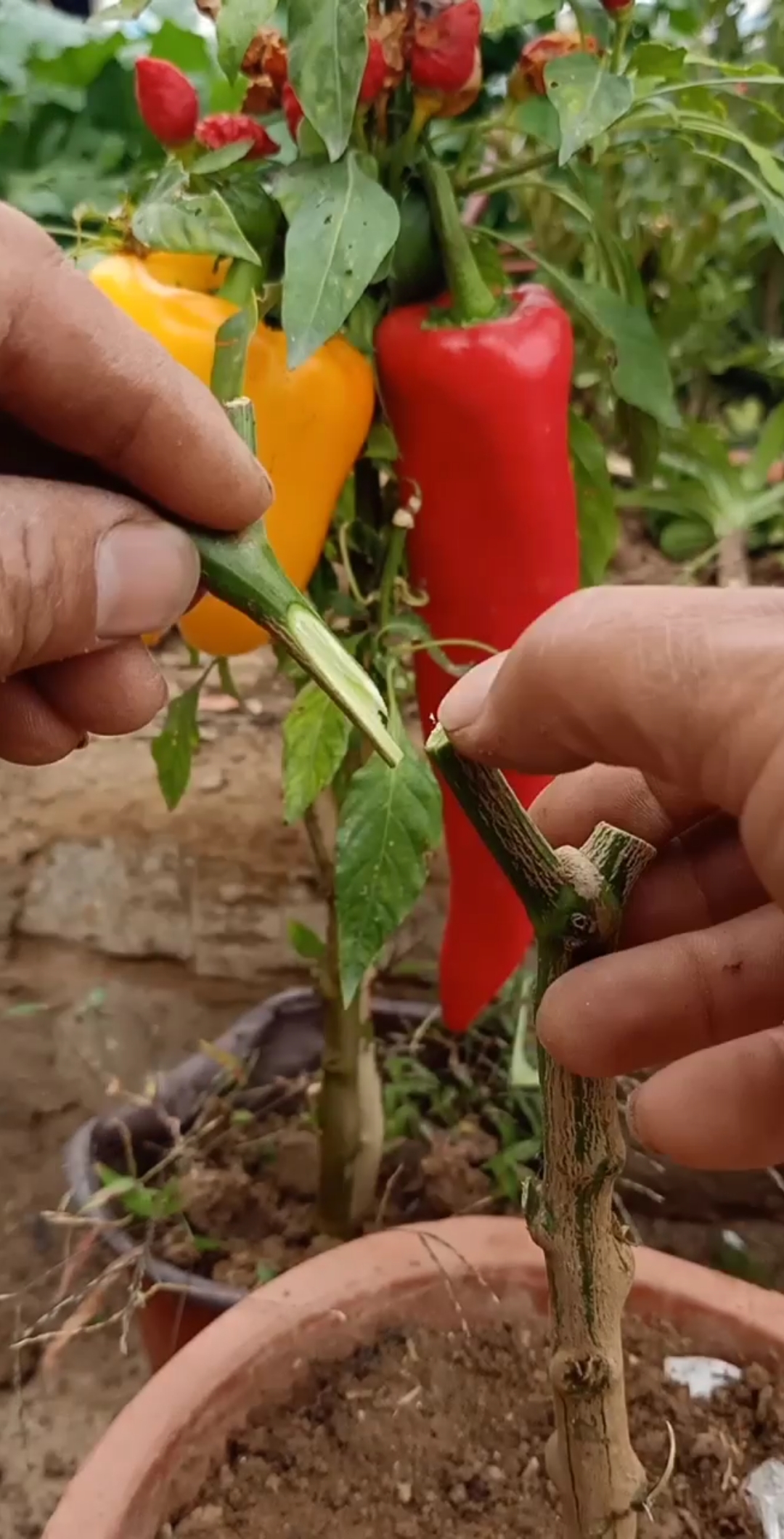 最潮劳动者#嫁接辣椒技术,技术一流