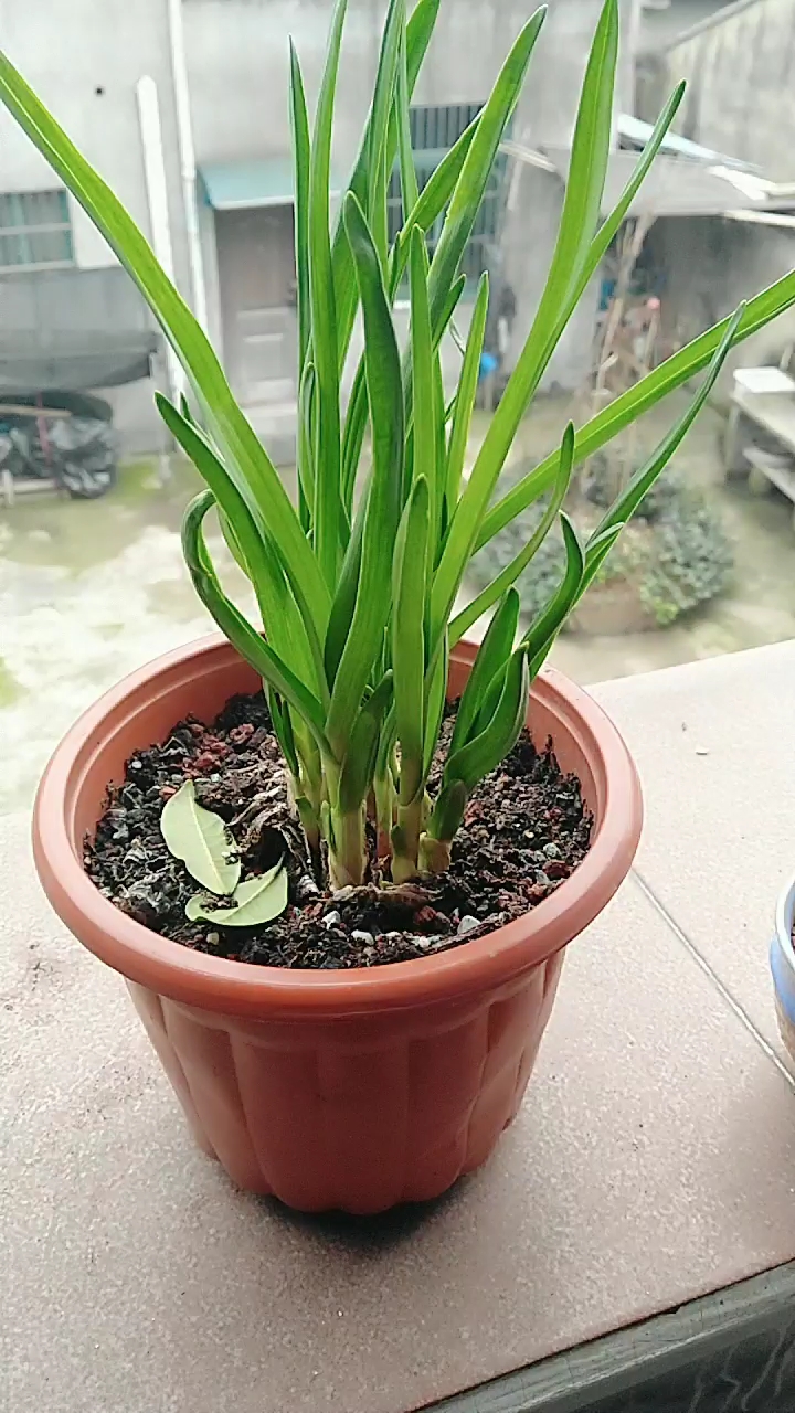 大蒜也能当盆景