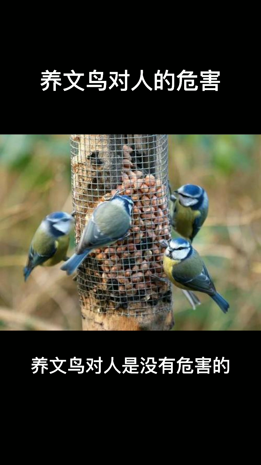 养文鸟对人的危害