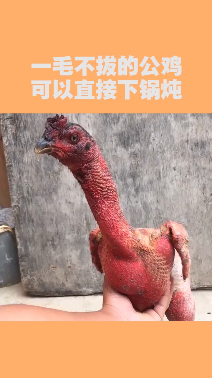 一毛不拔的公鸡,可以直接下锅炖