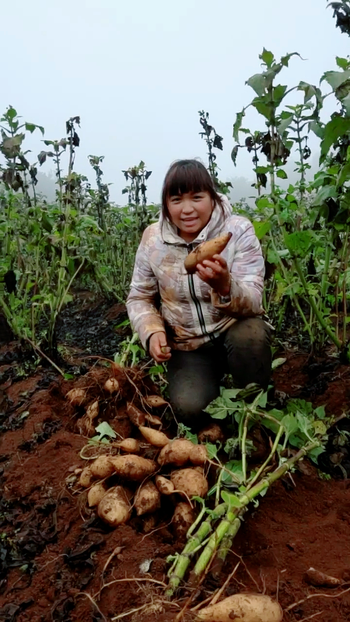 这真是地里长的水果