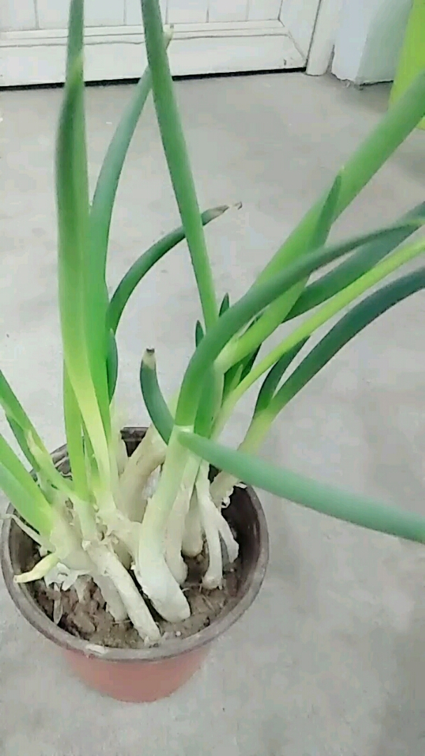 盆栽葱长的很好