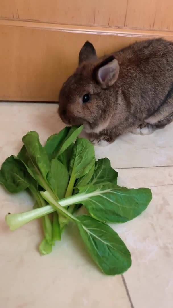 小兔子早餐吃得很丰盛呢早餐多吃青菜补水