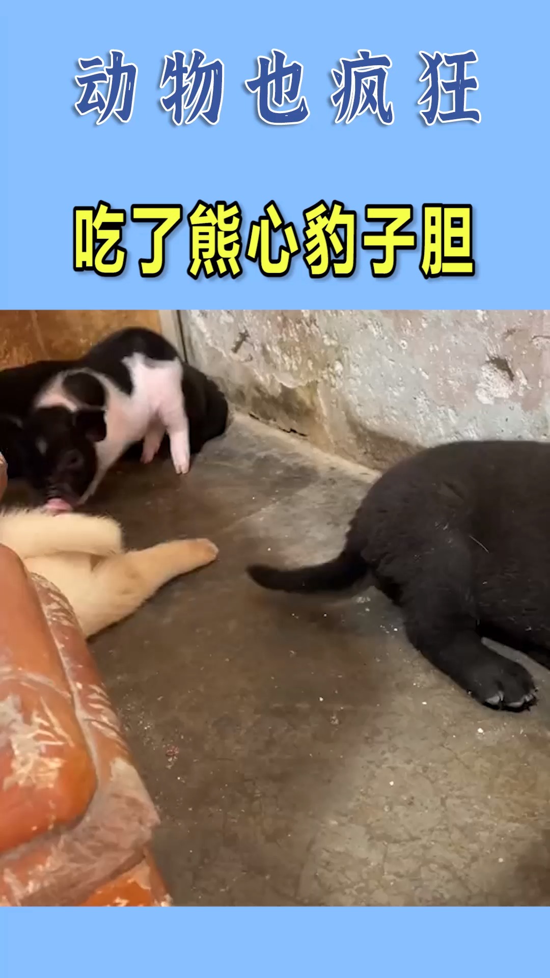 我要上热门#八戒吃了熊心豹子胆居然敢踩二郎神