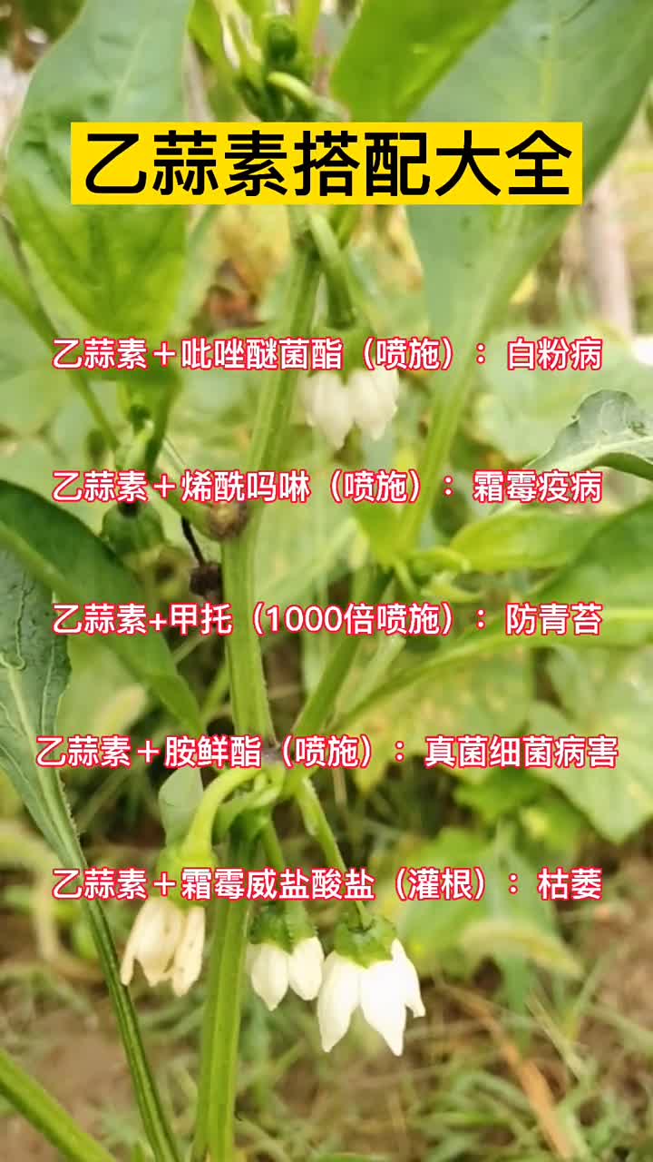 乙蒜素搭配大全农业种植瓜果蔬菜种植与防治病虫害防治