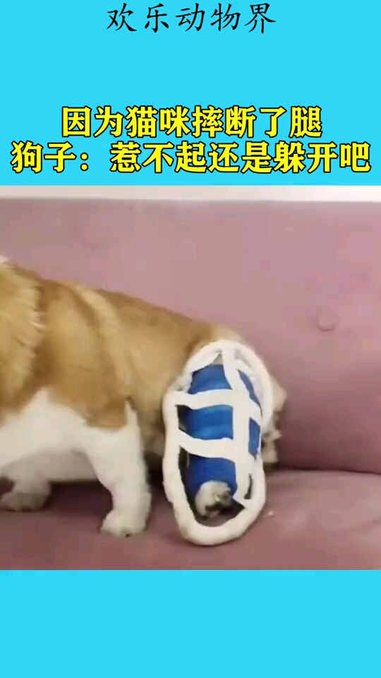 因为猫咪摔断了腿,狗子:惹不起还是躲开吧!