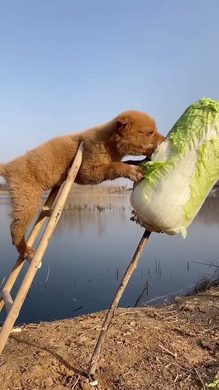 狗吃白菜表情包图片