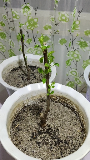 晒晒我家的春天#果树刻芽效果不错