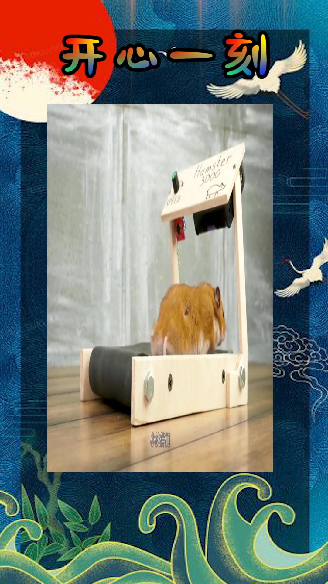 我要上热门#仓鼠跑步机!你绝对没见过的模样!效果非同凡响