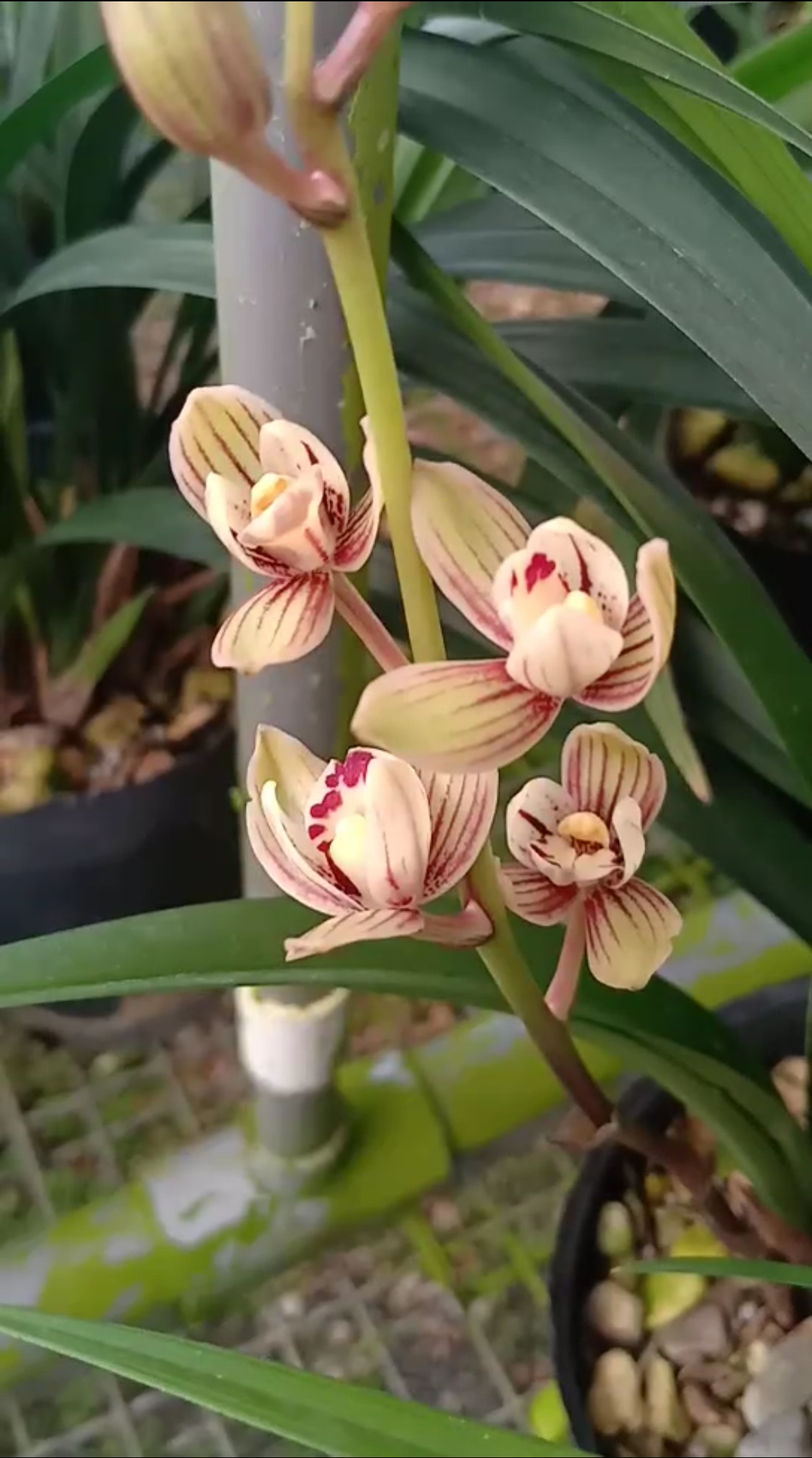 我的小花园#金荷～建兰荷瓣