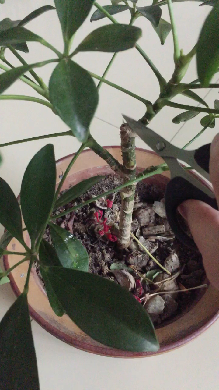 这样修剪鹅掌柴