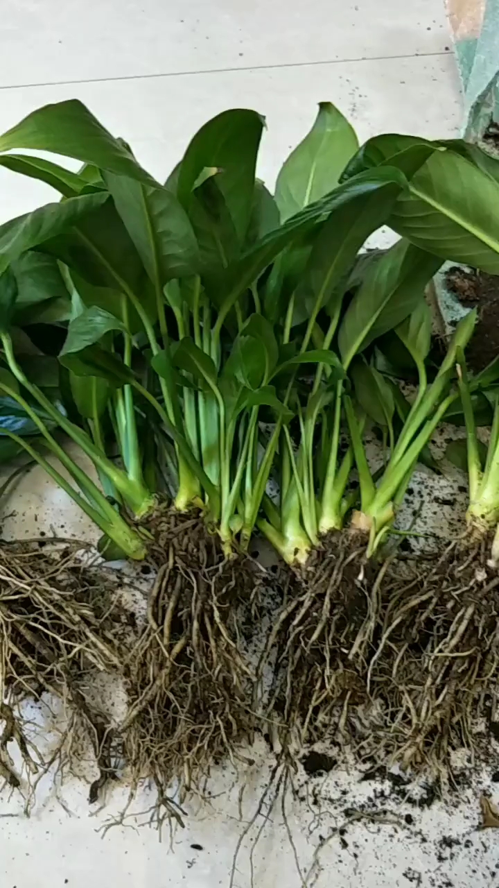 怎么给一帆风顺分根?