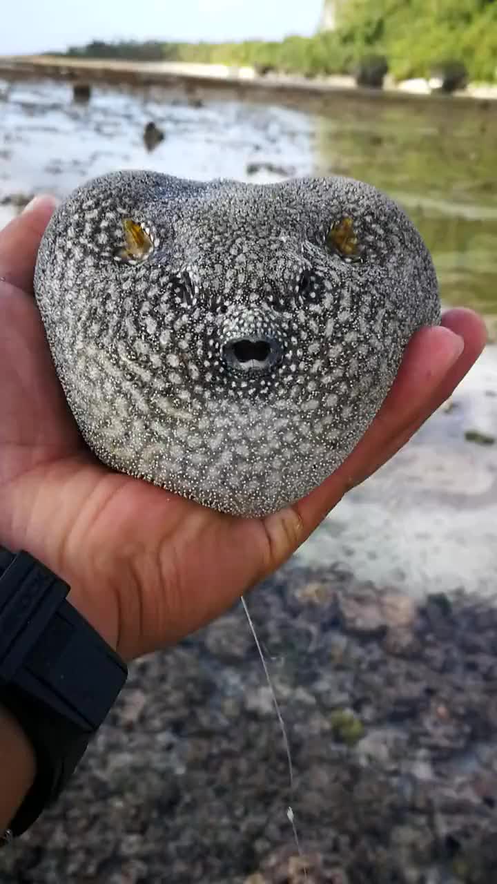 河豚充气的样子还挺萌的呢