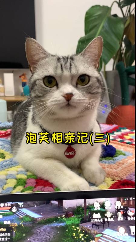 家有猫咪#泡芙和安生的第二次见面 关系好像缓和了一丢丢～-度小视