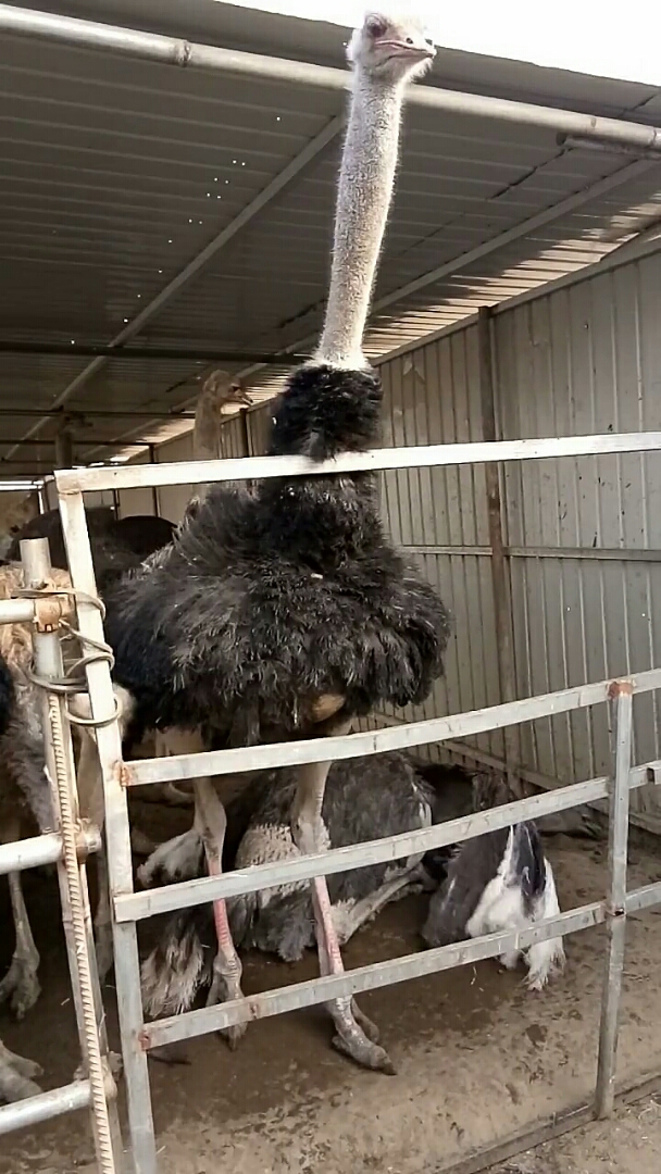 鸵鸟模仿人跳舞.