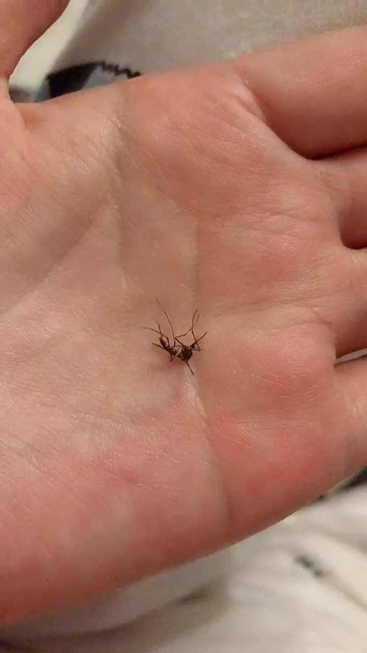 徒手抓蚊子,在床头嗡嗡一晚上了,真解气