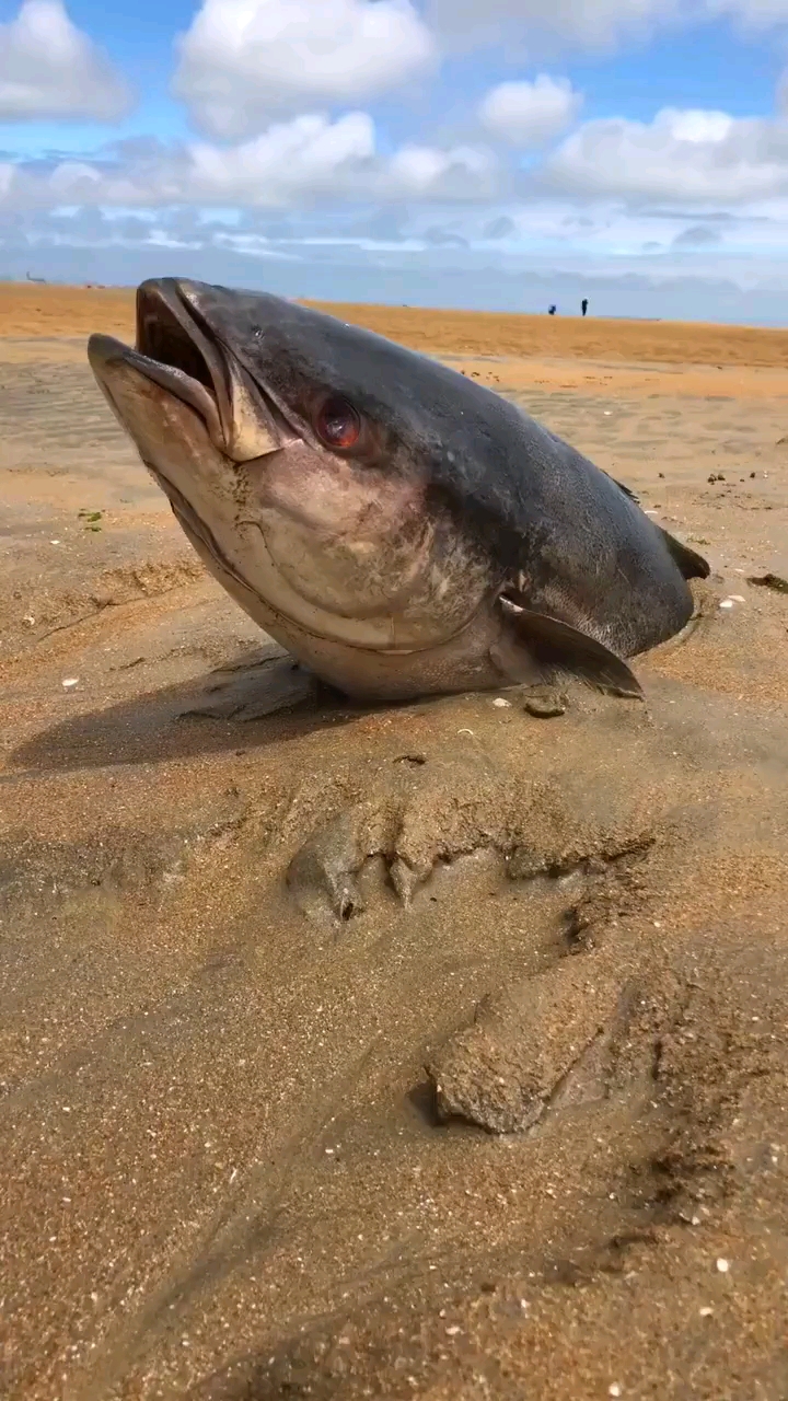 音为有你#龙骨鱼?